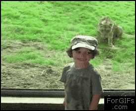 
Hungry_lion_kid_zoo
