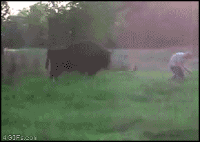 
Taunting_bison
