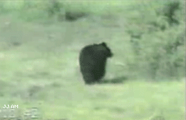 
CatScaresBear

