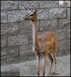 
Gazelle_swallowing

