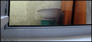 
Sneaky_cat
