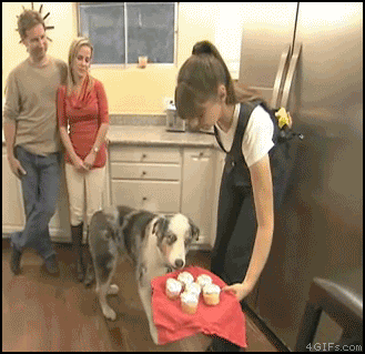 
Cupcake_dog_PTSD
