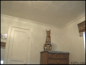 
Cat_pounces
