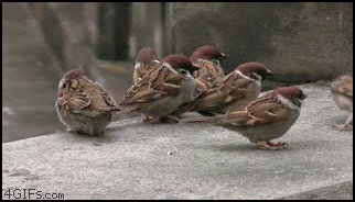 
Birds_fighting
