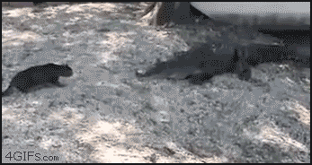 
Cat_vs_alligators
