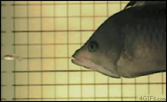 
Triggerfish_eating
