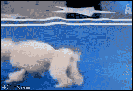 
Backflipping_poodle
