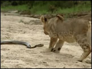 
Python_bites_lion_slowmo
