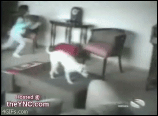 
Puppy_flipped_barrel_roll
