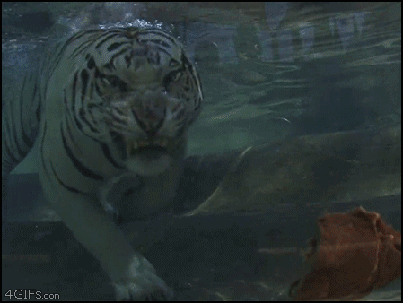 
Underwater_tiger_eats
