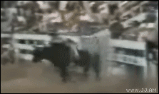 
Bullrider_trampled
