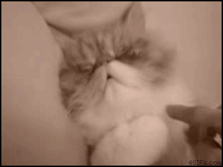 
Cat_wakes_up_groggy

