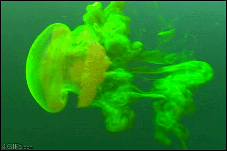 
Fluorescent-jellyfish
