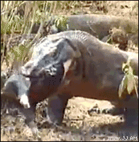
Komodo_eats_pig
