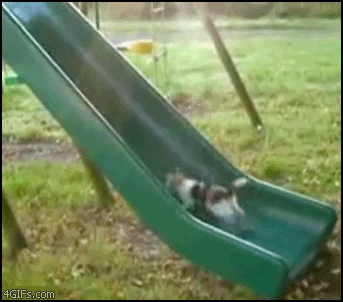 
Cat_slide_treadmill

