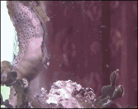 
Seahorse_babies_birth
