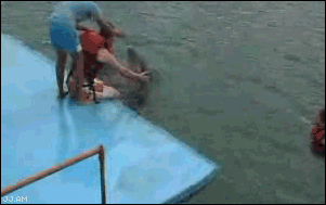 
Dolphin_humps
