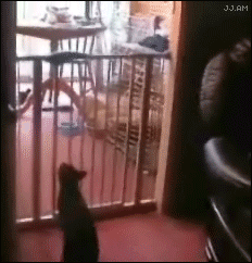 
FailcatVSgate
