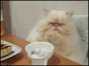 
Table_cat_distracted
