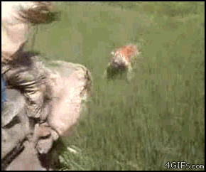 
Tiger_attack_elephant
