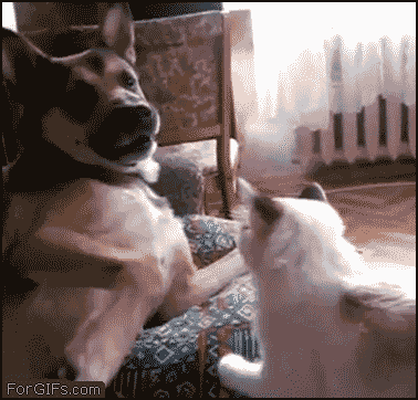 
Cat_face_hugger
