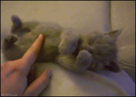 
Sleepy_Kitten_stretching
