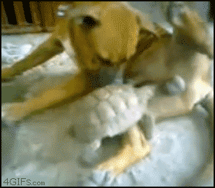 
Turtle_ball_attack
