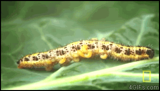 
Caterpillar_larvae
