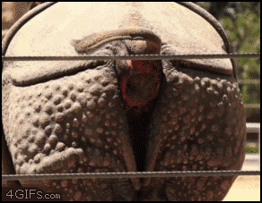 
Rhino_poops
