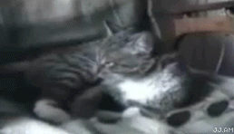 
CatShades
