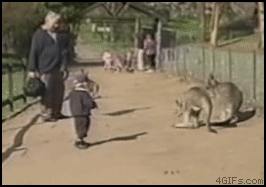 
Kangaroo_kicks_kid
