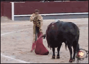 
Bull_gores_matador
