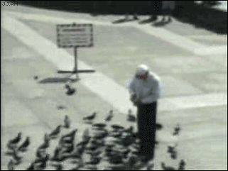 
PigeonAttack
