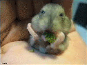 
HamsterEatsBroccoli
