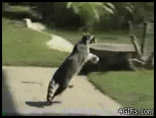 
Raccoon_steals_hops
