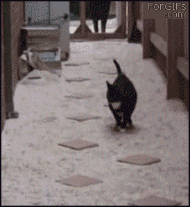 
Cat_plays_floor_lava
