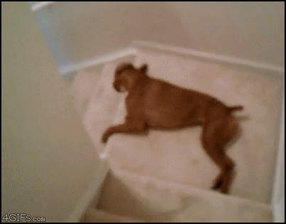 
Lazy_dog_stairs_slides
