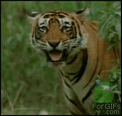
Tiger_laughs
