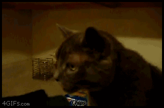 
Cat_sneezes

