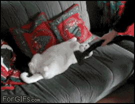 
Cat_vacuum_massage

