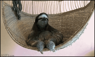 
Sloth_chillin
