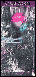 
Swingset_flip
