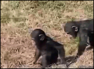
Chimp_pushed
