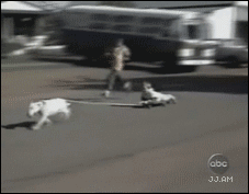 
Dog_skateboard
