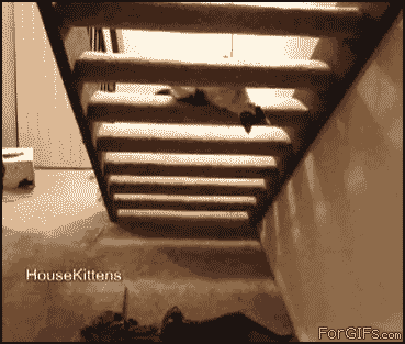 
Cat_under_stairs_hax
