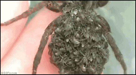 
Baby_spiders
