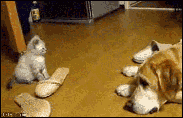 
Kitten_pounces_dog
