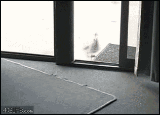 
Sneaky_seagull_glass
