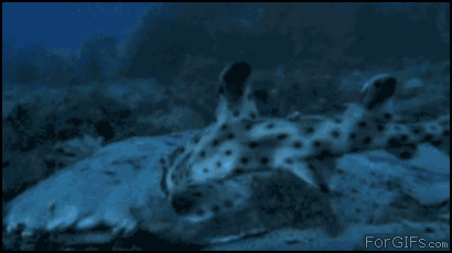 
Fish_swallows_fish
