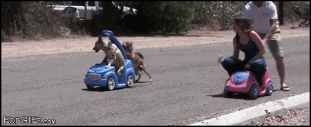 
Dogs_race_humans
